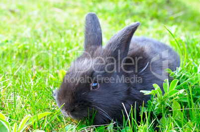 little rabbit on green grass background