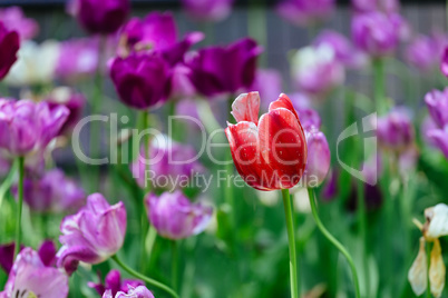 The tulip is a perennial, bulbous plant with showy flowers