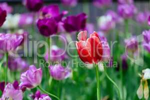 The tulip is a perennial, bulbous plant with showy flowers