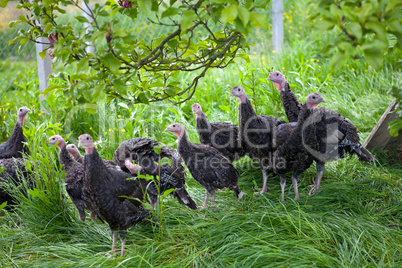 Young turkey chicks on farm in the open