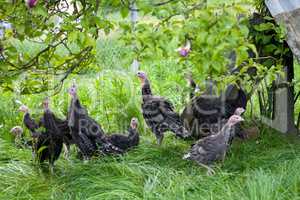 Young turkey chicks on farm in the open