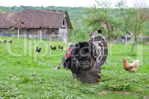 Black turkey in the countryside