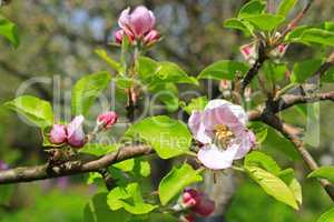 branch of blossoming apple tree