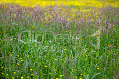 Tall grass at springtime