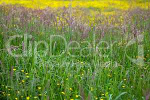 Tall grass at springtime