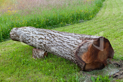Cut and fallen walnut tree, can be used as bench