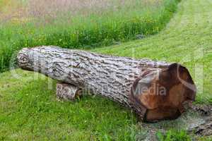 Cut and fallen walnut tree, can be used as bench