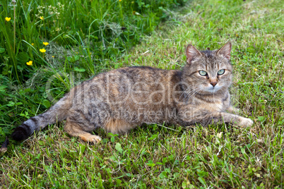 Gray female cat relaxing in the mowed grass