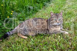 Gray female cat relaxing in the mowed grass