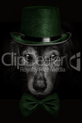 dark muzzle spaniel dog  in green hat and tie butterfly
