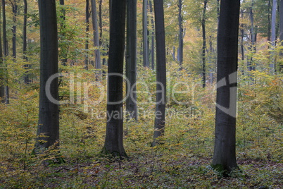 Herbstwald