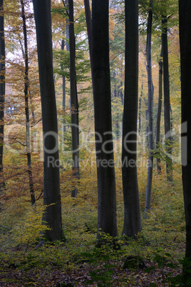 Herbstwald