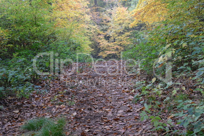 Weg im Herbstwald