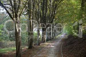 Waldweg