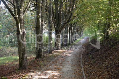 Waldweg