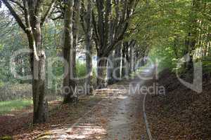 Waldweg