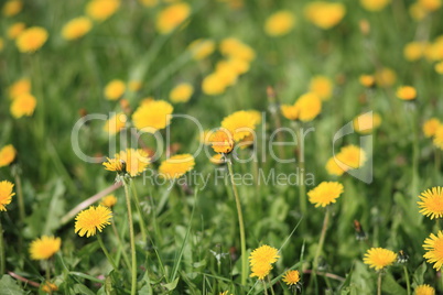 dandelion at spring day