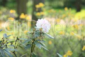 white Flowers at spring