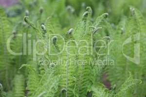 green fern at day