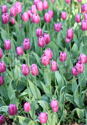 Red Tulip at Spring Red Tulip at Spring