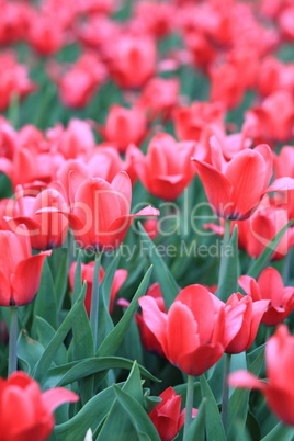 Red Tulip at Spring