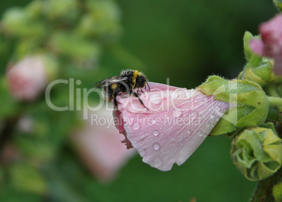 Stockrose mit Hummel