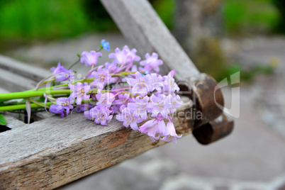 Blumen auf einem Gartenstuhl im Frühling
