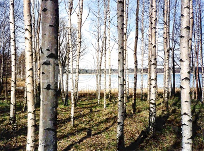 Birch trees in Finland