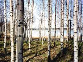 Birch trees in Finland