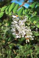 Flowering white acacia