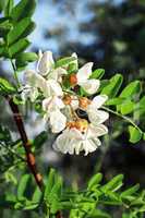 Flowering white acacia