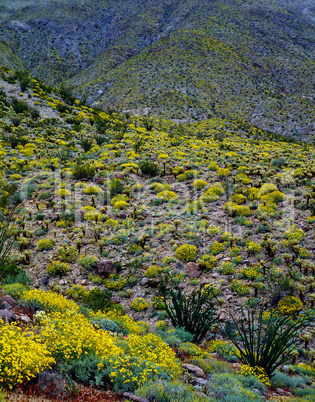 Spring in Mojave Desert