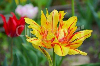 Closup of tulip or tulips, colorful tulips