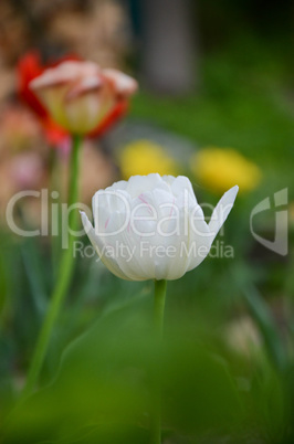 Closup of tulip or tulips, colorful tulips