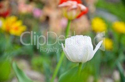Closup of tulip or tulips, colorful tulips
