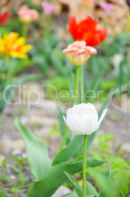 Closup of tulip or tulips, colorful tulips