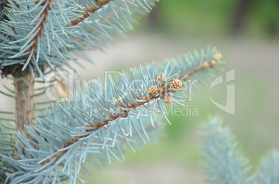 Blue spruce branches