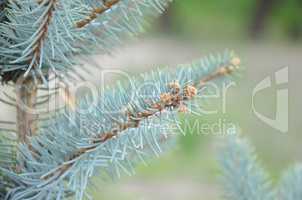 Blue spruce branches