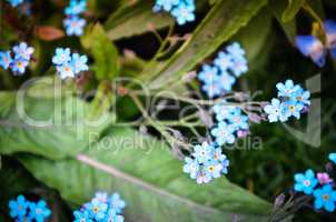 Forget-me-not  blue flowers