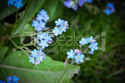 Forget-me-not  blue flowers