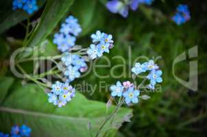 Forget-me-not  blue flowers