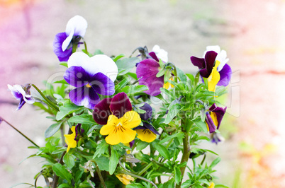 Viola cornuta - horned violet in a pot
