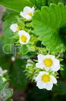 strawberry flowers in spring