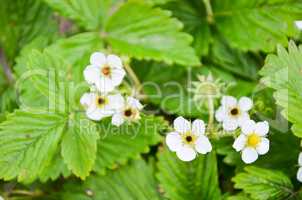 strawberry flowers in spring