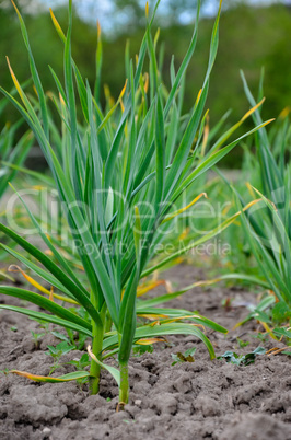 Garden bed of green garlic