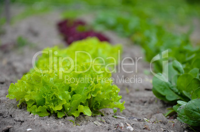 the fresh green leaves spinach on garden