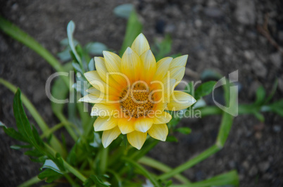 Gazania garden plant in flower.Bright yellow