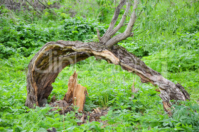 bough of old willow tree