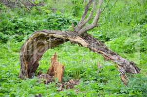 bough of old willow tree