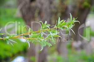 Willow green tree branches with leaves